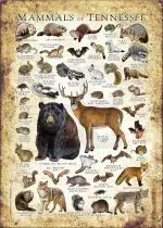 Mammals of Tennessee poster print