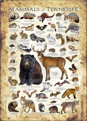 Mammals of Tennessee poster print