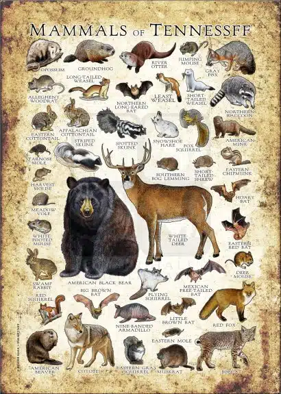 Mammals of Tennessee poster print