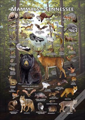 Mammals of Tennessee poster print