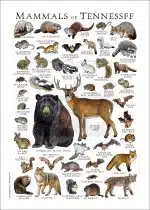 Mammals of Tennessee poster print