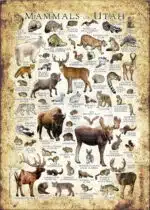 Mammals of Utah poster print