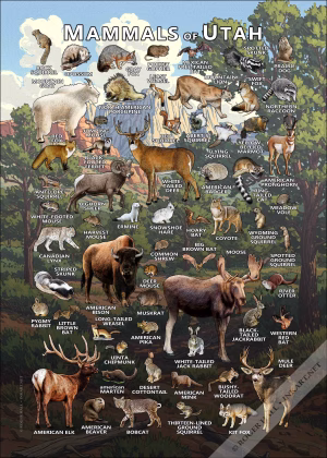Mammals of Utah poster print