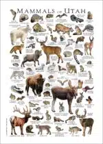 Mammals of Utah poster print