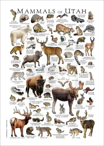 Mammals of Utah poster print