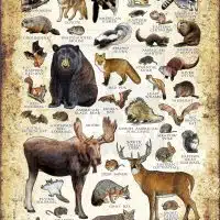 Land Mammals of Vermont poster print