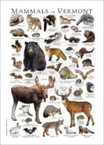 Land Mammals of Vermont poster print