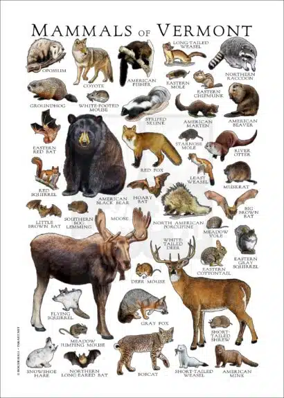 Land Mammals of Vermont poster print