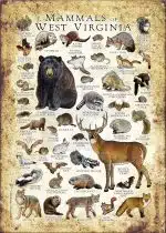 Mammals of West Virginia poster print