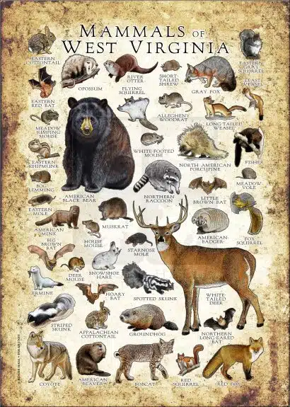Mammals of West Virginia poster print