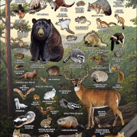 Mammals of West Virginia poster print