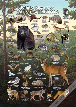 Mammals of West Virginia poster print