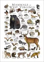 Mammals of West Virginia poster print