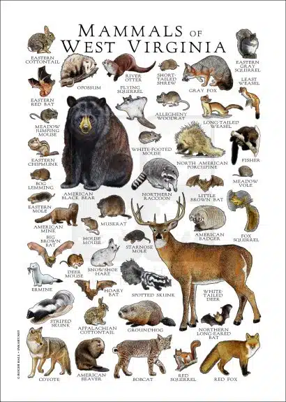 Mammals of West Virginia poster print