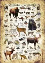 Mammals of Wisconsin poster print
