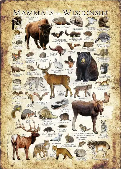 Mammals of Wisconsin poster print
