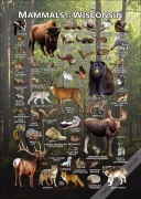 Mammals of Wisconsin poster print