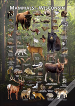 Mammals of Wisconsin poster print