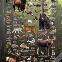 Mammals of Wisconsin poster print