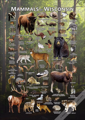 Mammals of Wisconsin poster print