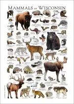Mammals of Wisconsin poster print