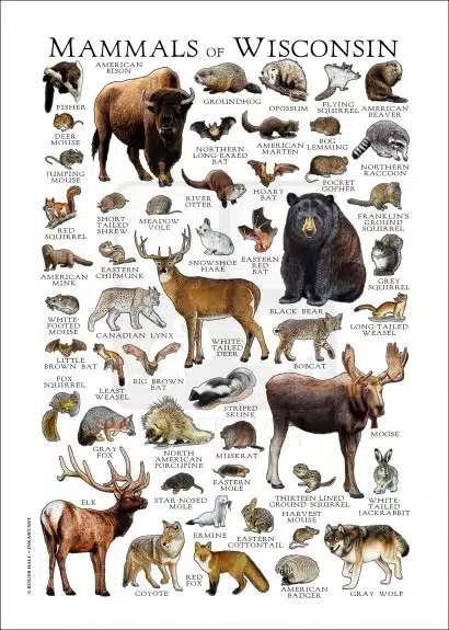 Mammals of Wisconsin poster print