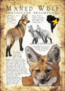 Maned Wolf poster