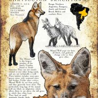 Maned Wolf poster