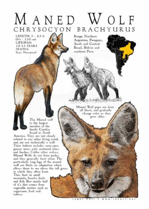 Maned Wolf (Chrysocyon brachyurus)
