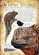 Marine Iguana poster