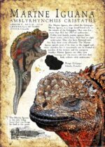 Marine Iguana poster