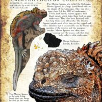 Marine Iguana poster
