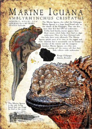 Marine Iguana poster