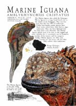 Marine Iguana poster