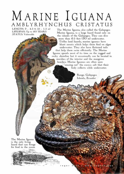 Marine Iguana poster