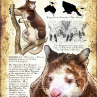 Matschie's Tree Kangaroo poster