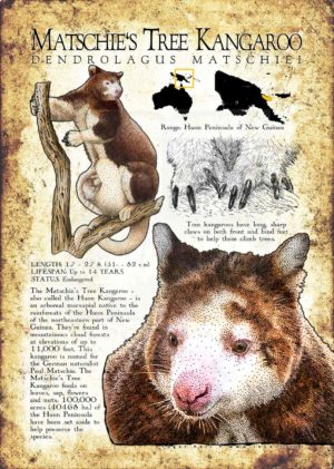 Matschie's Tree Kangaroo poster