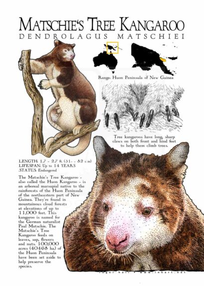 Matschie's Tree Kangaroo poster