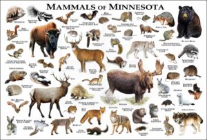 Mammals of Minnesota poster