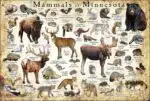 Mammals of Minnesota