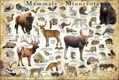 Mammals of Minnesota