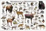 Minnesota Mammals Poster