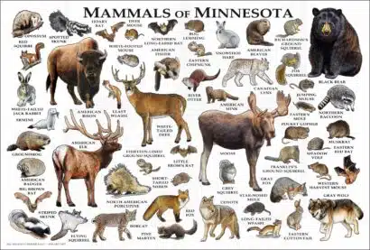Minnesota Mammals Poster