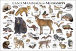 Land Mammals of Mississippi Poster Print - Image 2