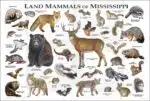 Land Mammals of Mississippi Poster Print - Image 2