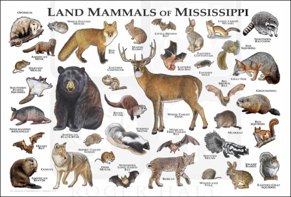 Land Mammals of Mississippi Poster Print - Image 2