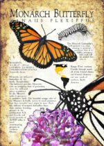 Monarch Butterfly poster