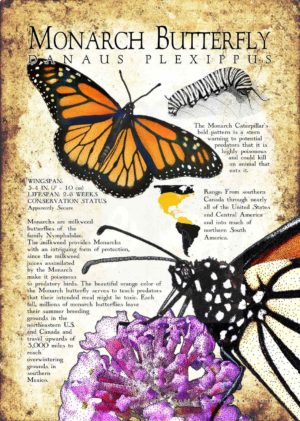Monarch Butterfly poster