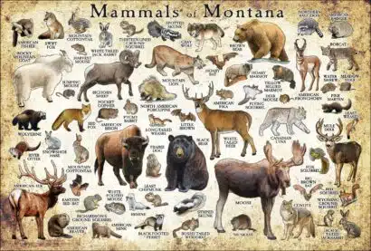 Mammals of Montana poster print