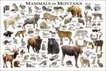 Mammals of Montana poster print